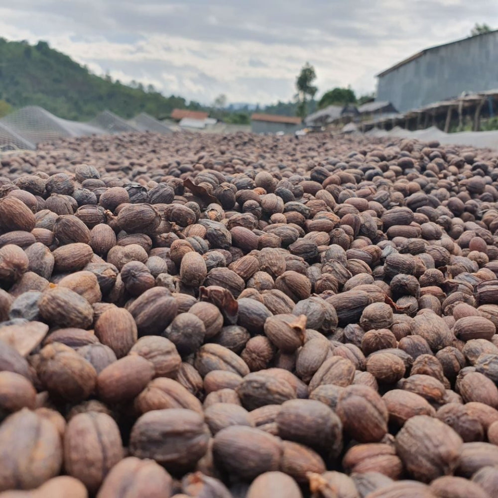 Pravična trgovina bio kavna zrna Etiopija Sidamo 1 kg